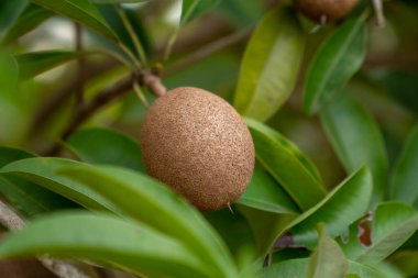 Yapraklı arka planı olan Sapodilla meyvesi