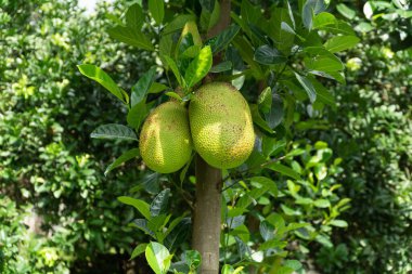 Taze meyveler ağaçta gün ışığında
