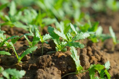 Taze çelenk kasımpatı fideleri