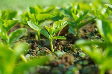 Güneş ışığında yeşil yapraklı ıspanak.