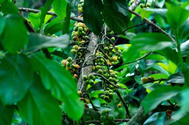 Yeşil yapraklar arasında yetişen İncir benzeri meyveler