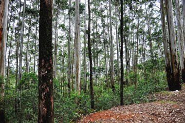 Okaliptüs ağaçları Hindistan