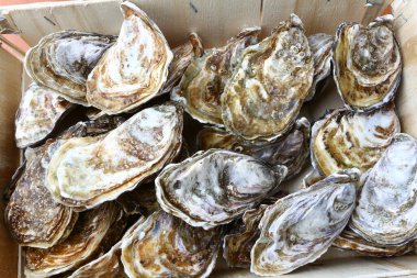 Kutlama için taze istiridye, lüks gurme yemekleri gibi.