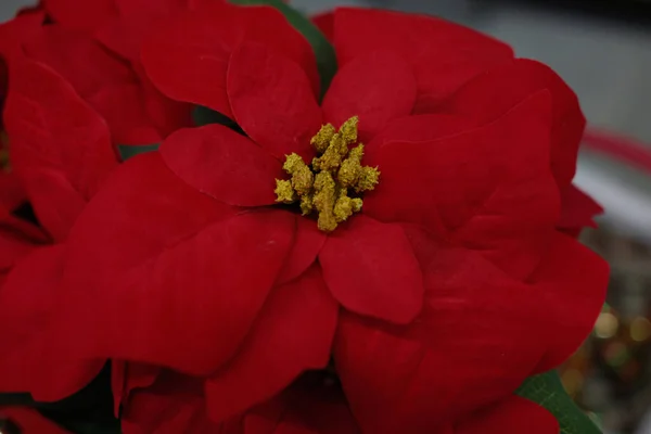 Noel, geleneksel aile kutlaması için dekorasyona itiraz ediyor