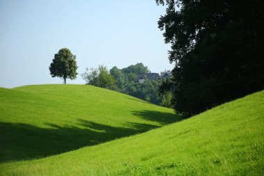 Aşağıdan Gök Arkaplanlı Ağaçlar