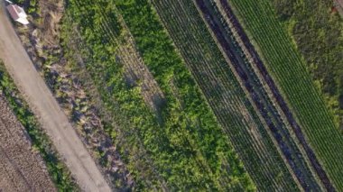 Ekin Çizgileriyle Tarım Alanlarının Hava Aracı Görünümü