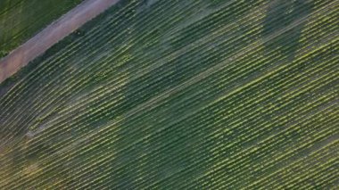 Ekin Çizgileriyle Tarım Alanlarının Hava Aracı Görünümü