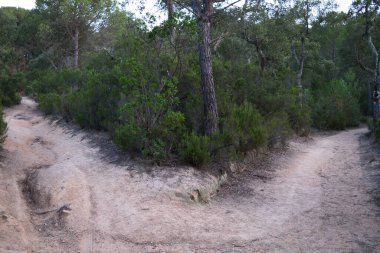 Doğal Manzara Arasında Kırsal Yol