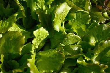 Taze Çiçekler ve Çiçek Dekorasyonu