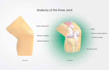 Anatomy of the Knee Joint. Illustration, Vector Arts. clipart