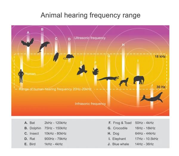 La gamma uditiva descrive la gamma di frequenze. Arti vettoriali, illustrazione . — Vettoriale Stock