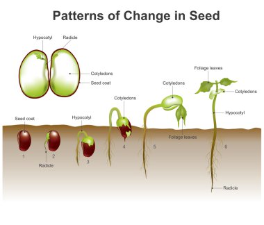 patterns of change in seed clipart