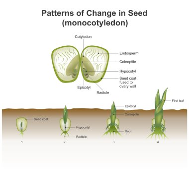 Monocotyledon (geliştirme ve kompleman) Vektör, İllüstrasyon.
