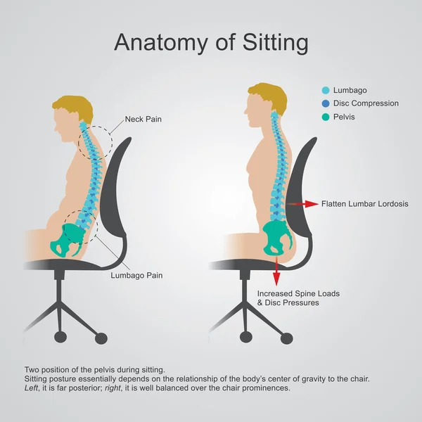 Anatomía de sentarse. Diseño vectorial, Ilustración . — Archivo Imágenes Vectoriales