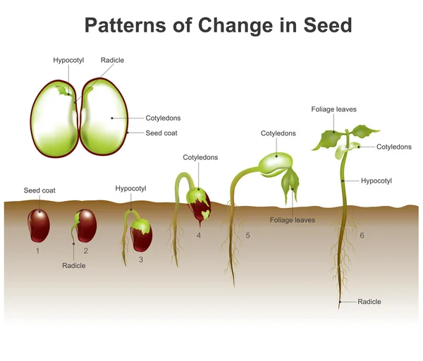 Modèles de changement dans les semences — Image vectorielle