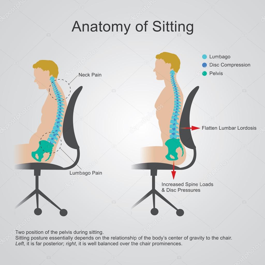 Anatomy of sitting. Vector design, Illustration.