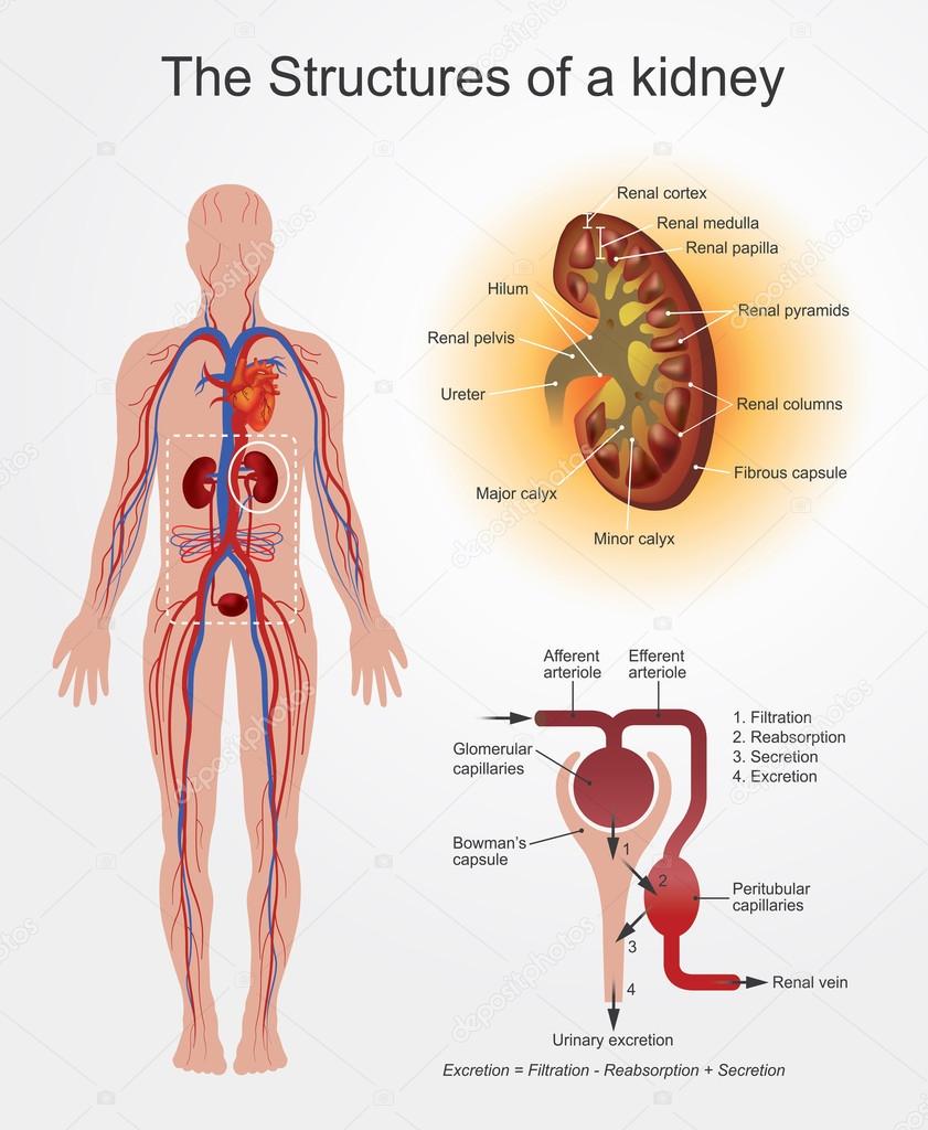 Kidney Structures. Vector Arts, Illustration design.