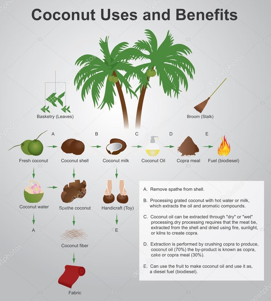 Coconut uses and benefits. Vector Arts, illustration.