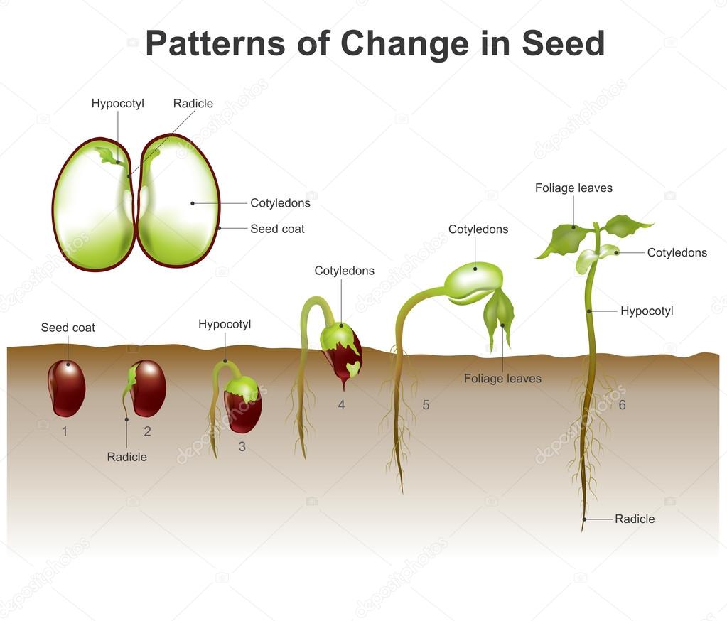 patterns of change in seed
