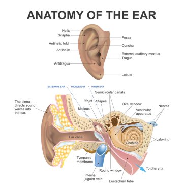 Kulak Anatomisi. Vektör, İllüstrasyon.