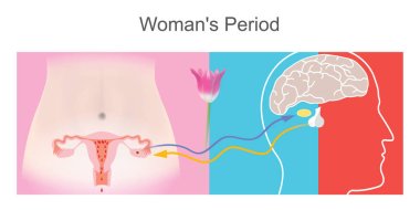 Woman's Period. Illustration describe the effects of pituitary gland relationships on female fertility clipart