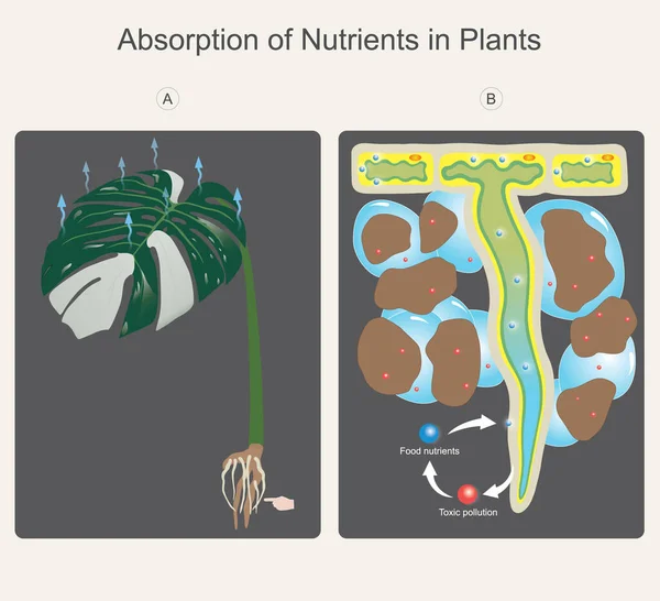 Absorption Nutrients Plants Illustration Explain Movement Water Nutrients Molecules Soil — 图库矢量图片