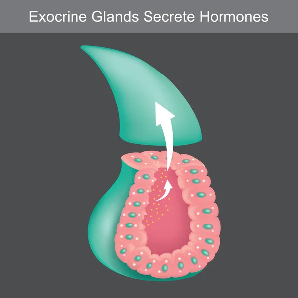 Glándulas Exocrinas Hormonas Secretas Ilustración Que Muestra Sección Transversal Para — Vector de stock