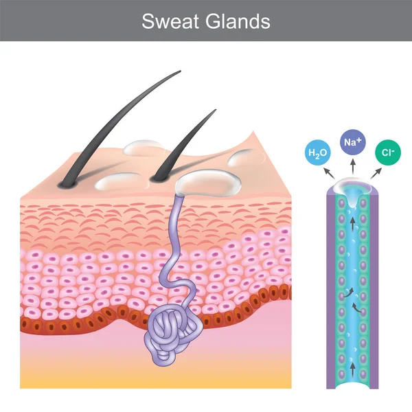 Sweat Glands Illustration Montrant Structure Des Glandes Sudoripares Humaines Sous — Image vectorielle