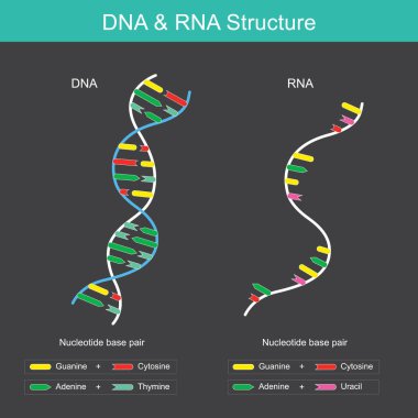 Diyagram, DNA ve RNA yapıları arasındaki temel farklılıkları gösteriyor. Solda, DNA çift sarmal olarak tasvir edilir, iki iplikten oluşan bükülmüş bir merdiven şekli. Bu yapay zeka ürünü.