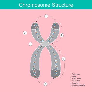 Bu diyagram, anahtar bileşenleri de dahil olmak üzere kopyalanmış bir kromozomun ayrıntılı yapısını gösterir. Sentromere (3) bağlanan iki kardeş kromatitten (6) oluşan X şeklini gösterir. Her kol sıkıca paketlenmiş DNA (2) içerir. Şey...
