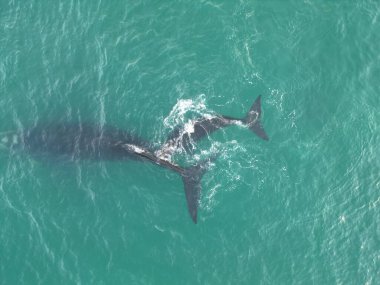 Praia dos Ingleses, Florianpolis 'te Balina Anne ve Balina Yüzüyorlar