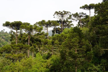 Ağaçlar - Araucaryalar - Orman - Yeşil - Doğa Urubici - SC