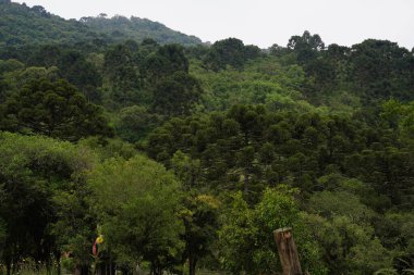 Ağaçlar - Araucaryalar - Orman - Yeşil - Doğa Urubici - SC