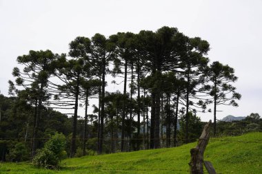 Ağaçlar - Araucaryalar - Orman - Yeşil - Doğa Urubici - SC