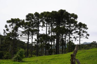 Ağaçlar - Araucaryalar - Orman - Yeşil - Doğa Urubici - SC
