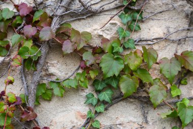 Eski duvardaki doğal arka plan asma.