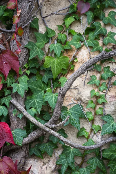 Grapevine op de oude muur, natuurlijke achtergrond. — Stockfoto