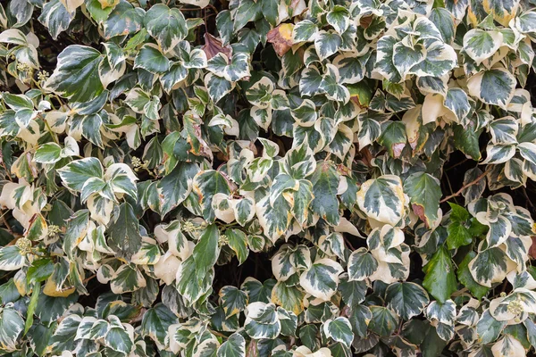 Ivy, yapraklarından arka duvarına