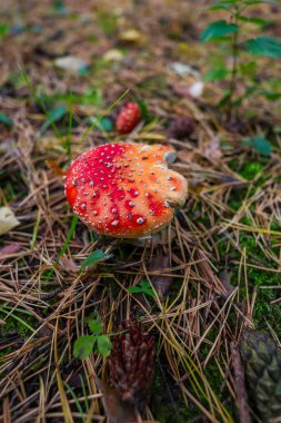 Ormanda yetişen kızıl sineksi mantar, doğal ortamda ikonik zehirli mantar..