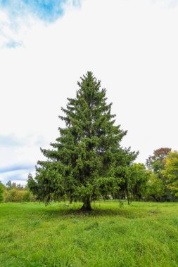 Doğada yeşil köknar ağacı, kışın, ormanın ve Noel 'in daima yeşil kozalaklı sembolü..