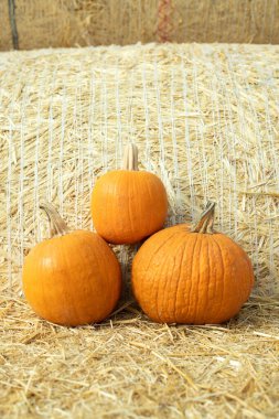 Büyük bir saman balyasının önünde samandan bir yatağa yerleştirilmiş üç küçük balkabağı, sonbahar hasadı ve kırsal çiftlik düzenini temsil ediyor..