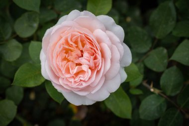 Bamberg, Bavyera, Almanya 'daki Yeni Konak' ta Gül Bahçesi, UNESCO 'nun eski kasabası ve katedrali üzerinde gül yatakları, heykeller ve panoramik manzaralı barok bahçesi, Avrupa' nın popüler seyahat simgesi.