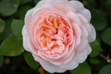 Bamberg, Bavyera, Almanya 'daki Yeni Konak' ta Gül Bahçesi, UNESCO 'nun eski kasabası ve katedrali üzerinde gül yatakları, heykeller ve panoramik manzaralı barok bahçesi, Avrupa' nın popüler seyahat simgesi.