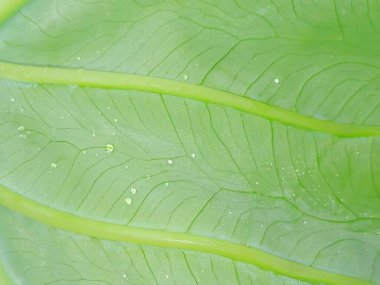 Yeşil yaprak, bitki örtüsü