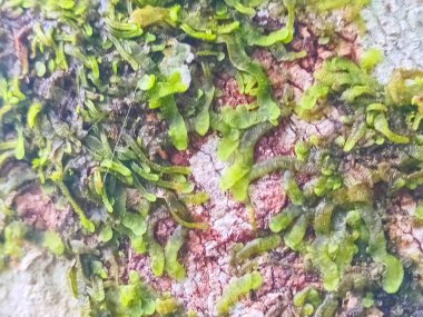 Ağaçtaki yeşil yosun