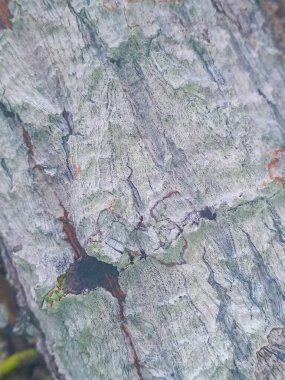 ağaç kabuğu dokusu, doğal arkaplan