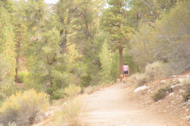 Kadın, köpeği ile işliyor.