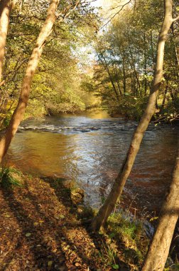 Pforzheim, Almanya Dezember Riverside yansımaları eğik gövdeler ve karışık dallar, aynalı aynaları kıran yumuşak dalgalar,