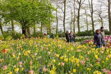 Keukenhof, Hollanda Nisan, Canlı Bahar Çiçeği Çayırı Nergis Çiçekleri ve Karmaşık Ampuller Arasında Yürüyen Ziyaretçiler, Uzun Ağaçlar