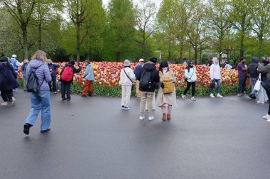 Keukenhof, Hollanda Nisan, Kalabalık parkta lale yataklarına hayranlık duyuyor, Islak Bir Yerde Ziyaretçi ve fotoğrafçılarla dolu bir bahar öğleden sonra